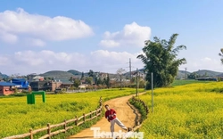 Lạc bước giữa bạt ngàn hoa cải Mộc Châu