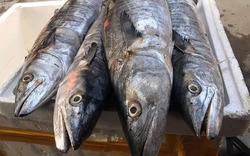 4 loại cá chứa nhiều thủy ngân