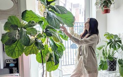 6 dấu hiệu nhà hợp long mạch, càng ở càng giàu