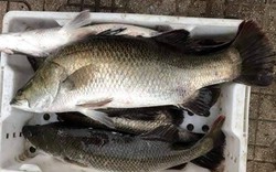 3 loại cá âm thầm nuôi trí não: Chợ Việt bán đầy nhưng chỉ dân sành mới biết để mua