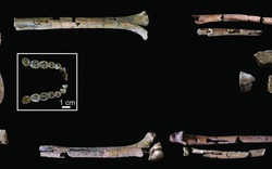 Lộ diện bộ hài cốt cổ xưa nhất của "loài người thực thụ"