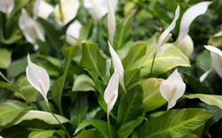 3 vị trí tốt nhất trong nhà để đặt cây lan ý vào năm 2026