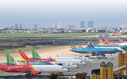 Các hãng hàng không thu bao nhiêu tiền vận chuyển mai, đào dịp Tết 2026?