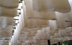 'Vàng trắng' của Việt Nam đắt hàng tại Đông Nam Á: diện tích trồng hơn 900.000 ha, nước ta là ông lớn top 5 thế giới