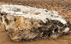 Phát hiện vật thể "bí ẩn" trên bãi biển, chó tử vong nếu ăn phải