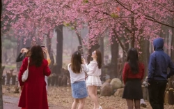 Du khách nườm nượp đổ về Măng Đen ngắm hoa anh đào nở rộ