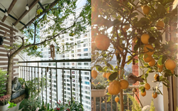 Ban công nhà giàu thường đặt 5 loại cây này để trấn giữ của cải, tiền bạc ở lại lâu hơn