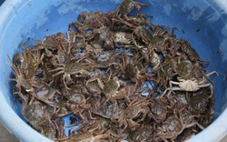 Bác sĩ BV Bạch Mai chỉ ra loại thực phẩm giàu canxi gấp 175 lần cá, 10 lần sữa, gấp 3 lần tôm: Bổ sung gấp vào thực đơn!