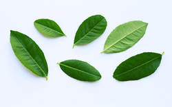 Đừng chỉ ăn quả, lá loại cây này quý như "nhân sâm người nghèo", ở quê rụng đầy gốc