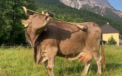 Một con bò ở Áo xuất hiện điều tưởng chỉ có ở con người