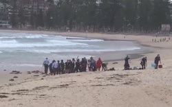 Kinh hoàng cảnh người đàn ông bị cá mập tấn công và cuốn trôi tại bãi biển du lịch