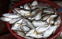 Loại cá giàu canxi gấp 3 lần sữa: Chợ Việt bán đầy nhưng chỉ dân sành ăn mới biết để mua