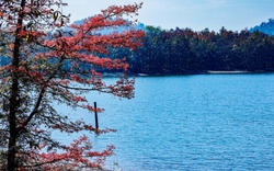 Mê mẩn với rừng khộp lớn nhất Việt Nam vào mùa thay lá