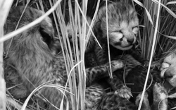 Loài vật quý hiếm bậc nhất hành tinh, biến mất 70 năm bất ngờ "tái xuất" theo cách đặc biệt