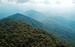 Loài cực quý có giá trị cao vừa được phát hiện ở Việt Nam ở độ cao 1650m, khiến giới khoa học vui mừng