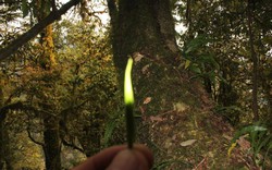 Loại trà gần 700 triệu đồng/kg ở Việt Nam: Sống ở độ cao trên 1.500 m, có tới 3 lý do khiến giá đắt đỏ