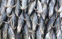 3 loại cá chứa nhiều thủy ngân nhất