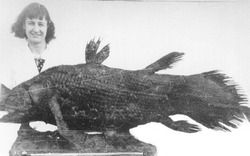 Làm thế nào để hồi sinh một loài được cho là đã tuyệt chủng 66 triệu năm?