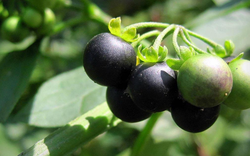 Loại quả dại xưa rụng thối gốc không ai "ngó" nay có giá gần 1 triệu/kg vẫn có người mua