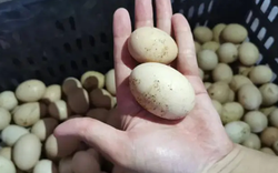 Trứng càng to càng bổ? Chủ tiệm trứng lâu năm tiết lộ: người sành hay chọn loại này vì một lý do ít ai ngờ