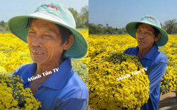 Đau xé lòng cảnh chủ vườn hoa Sa Đéc bật khóc nức nở khi hơn 2.000 chậu cúc vàng nở sớm không ai mua