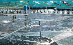 Không phải đất hiếm, Mỹ, Trung Quốc đang đua nhau săn một kho báu của Việt Nam: Nước ta là ông lớn đứng thứ 3 thế giới, xuất khẩu lập đỉnh 4,5 tỷ USD