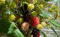 Thầy phong thủy nhắc: Có 4 cây "phá tài", hại sức khỏe, gia chủ tuyệt đối đừng đặt ở ban công