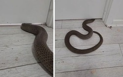 5 thứ "dụ" rắn vào nhà