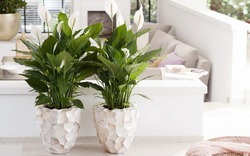 4 cây NASA khuyên trồng trong nhà