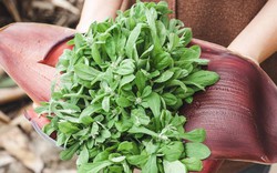 Từng bị coi là cỏ dại, 5 loại rau này được săn lùng như "đặc sản thiên nhiên": Ăn đúng rất tốt cho sức khỏe