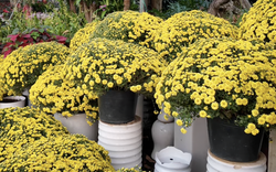 Giá cúc mâm xôi Tết có rẻ khi nhiều nơi kêu “giải cứu”?