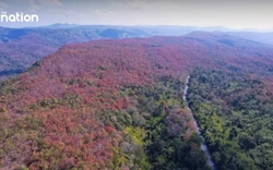 Hiện tượng “rừng đổi màu” kỳ ảo tại Thái Lan