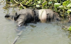 Nam thanh niên ở TP.HCM mất liên lạc sau cuộc gọi với bố: Cảnh tượng bên bờ sông khiến người dân bàng hoàng