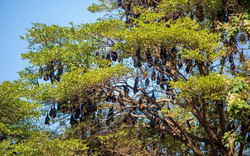 Hàng nghìn sinh vật đu kín ngọn cây ở khu dân cư suốt ngày đêm, người dân thấp thỏm vì 1 nguy cơ tiềm ẩn