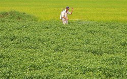 Việt Nam sở hữu loại quả ‘một vốn mười lời’ được Lào, Trung Quốc đua nhau săn đón: thu về tiền tỷ, sản lượng mỗi năm hàng trăm nghìn tấn