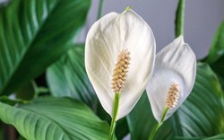 Cây lan ý “rất thích” loại nước này, biết tưới thì cây ra cực nhiều hoa