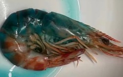 Tôm nấu chín chuyển sang màu xanh, bà nội trợ sợ hãi không dám ăn
