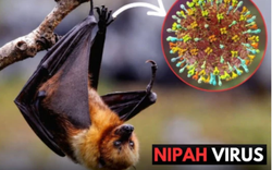 Virus Nipah bùng phát tại Ấn Độ, các nước láng giềng đồng loạt nâng mức cảnh giác: Cảnh báo loại virus chết người, không có cách chữa khỏi