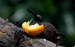 Chuyên gia cảnh báo: Loài rơi mang virus Nipah thích ăn một loại quả quen thuộc, ngày Tết ở Việt Nam bán cực nhiều