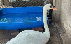 Thiên nga trắng bị trộm nhét vào ba lô mang khỏi Thảo Cầm Viên Sài Gòn