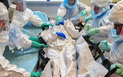 Cả 5 ca nhiễm virus Nipah tại Ấn Độ đều là các y bác sĩ