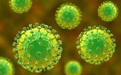 Virus Nipah là gì, nguy hiểm ra sao?