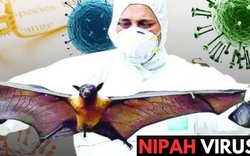 Virus Nipah có khả năng trở thành đại dịch không? Chuyên gia nhận định đường lây và khả năng xuất hiện tại Việt Nam