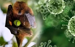 Tiết lộ thêm sự thật về virus Nipah đang gây lo sợ