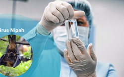 Trung Quốc phát hiện thuốc phòng chống virus Nipah hiệu quả