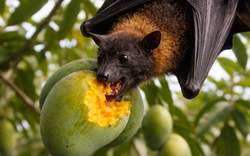 Phòng tránh virus Nipah, khi ăn hoa quả phải nhớ 2 việc quan trọng