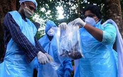 Chuyên gia cảnh báo: Virus Nipah cùng họ virus RNA với COVID-19, có thể lây truyền qua đường hô hấp