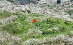 Đắm chìm trong sắc trắng miên man ở cao nguyên Mộc Châu