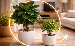 Ông bà dặn: Cây này tuyệt đối không đặt giữa nhà, nhiều người vẫn vô tư trồng rồi than "tiền vào bao nhiêu cũng trôi"