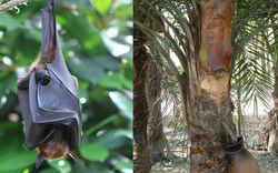 Món nước dễ chứa nguồn lây virus Nipah: Chuyên gia cảnh báo ngon, thèm mấy cũng phải tránh